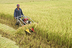 Đào tạo liên ngành ở Việt Nam